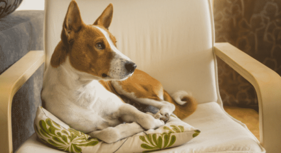 3 raças de cachorros que latem menos