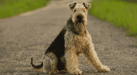 Airedale Terrier - Cão grande, companheiro e divertido. Confira agora!