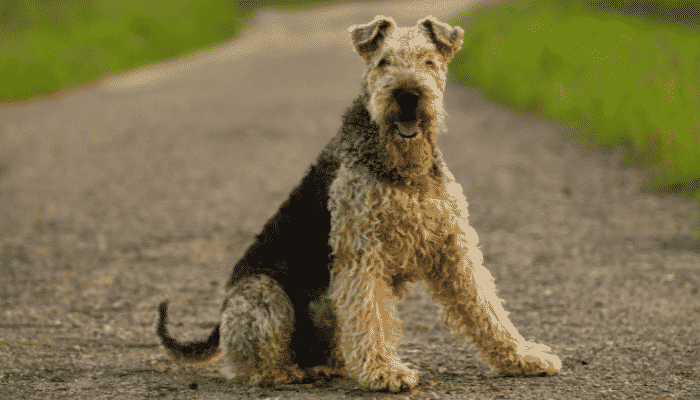 Airedale Terrier - Cão grande, companheiro e divertido. Confira agora!