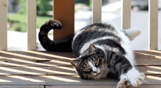 American Shorthair: você vai se apaixonar por esse gatinho!