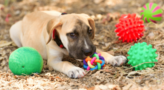 Brinquedos para cachorro - Descubra os 3 melhores em 2021