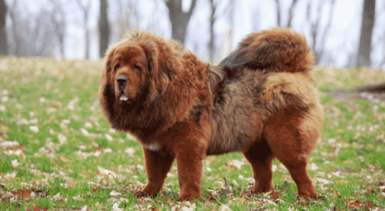 Cachorro mais caro do mundo. Saiba agora!