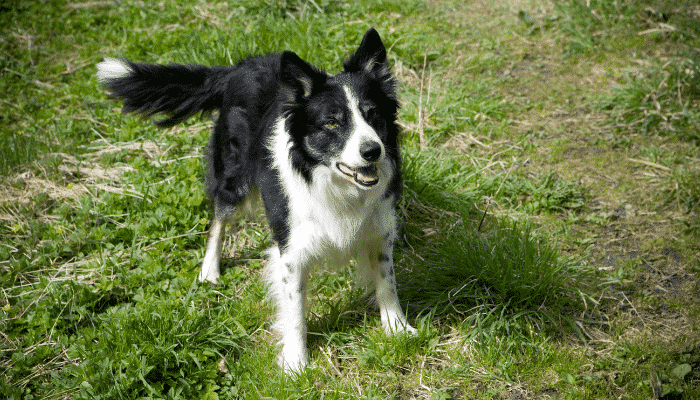 Border Collie, o cachorro mais inteligente do mundo