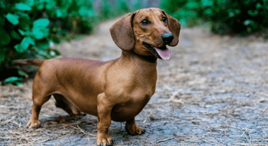 Cães de pernas curtas - 3 raças para você escolher. Saiba mais!