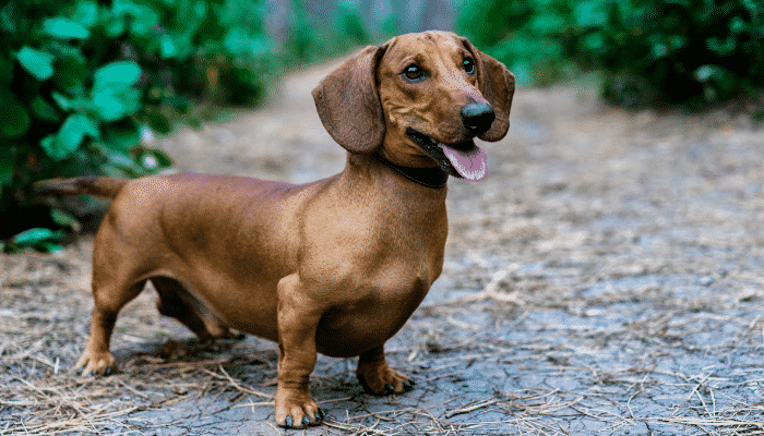 Cães de pernas curtas - 3 raças para você escolher. Saiba mais!