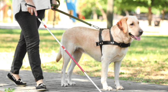 Cão-guia: qualquer cachorro pode se tornar um? Confira!