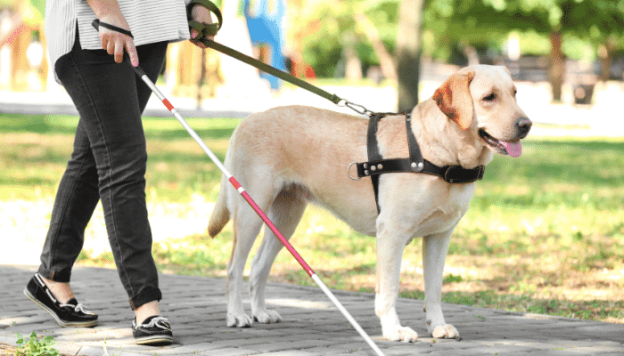 Cão-guia: qualquer cachorro pode se tornar um? Confira!