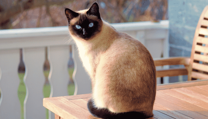 Conheça alguns segredos do Gato Siamês - um dos mais belos felinos de estimação