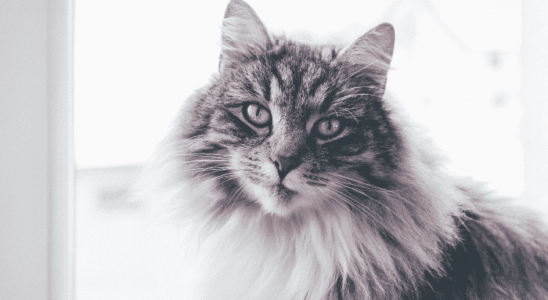 Conheça o gato Maine Coon – o maior pet felino do mundo!