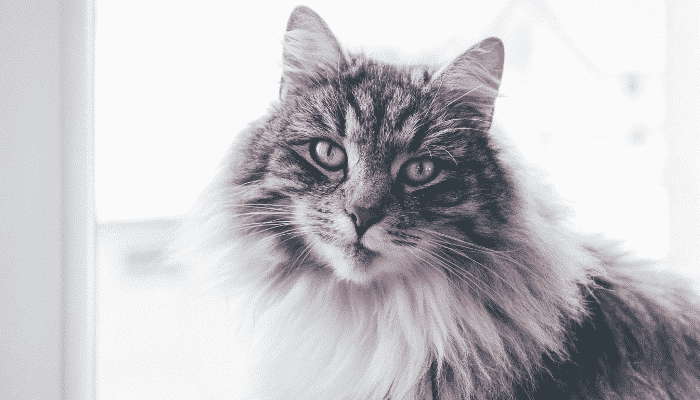 Conheça o gato Maine Coon – o maior pet felino do mundo!