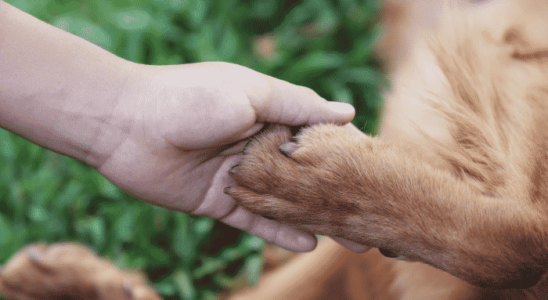 Direitos dos Animais - Você conhece? Confira agora!