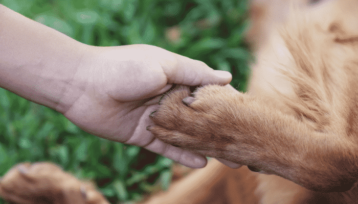 Direitos dos Animais - Você conhece? Confira agora!