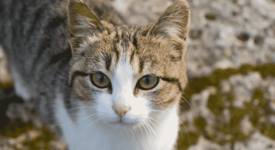 Gato American Wirehair – Um dos felinos mais amados do mundo. Confira!