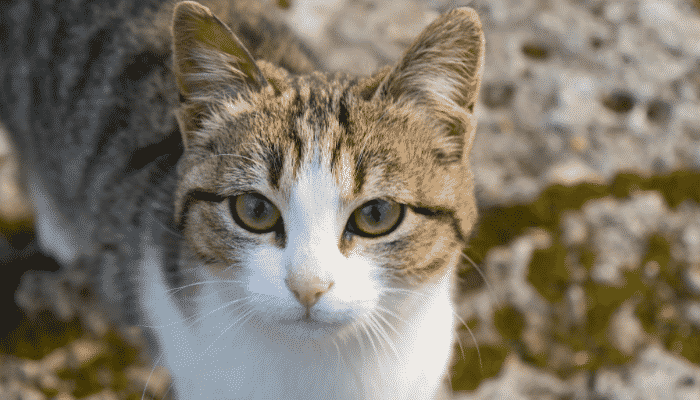 Gato American Wirehair – Um dos felinos mais amados do mundo. Confira!