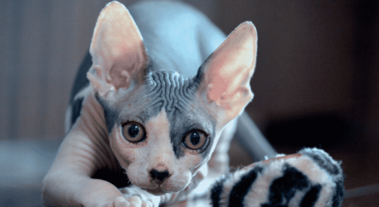 Gato Sphynx: conheça o famoso gato pelado