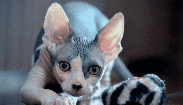 Gato Sphynx: conheça o famoso gato pelado