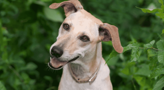 Mitos sobre cachorros - 3 mentiras que contaram para você. Confira!