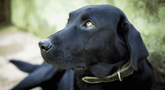 Olhos vermelhos - Por que os cachorros ficam assim nas fotos? Confira!