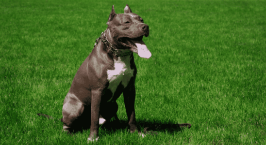 Raça American Pit Bull: os gigantes gentis