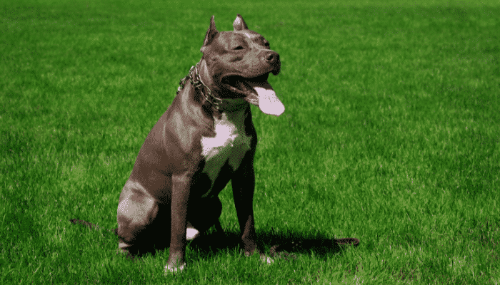 Raça American Pit Bull: os gigantes gentis