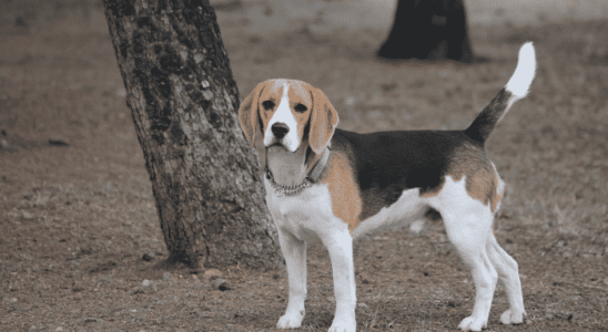 Raça Beagle: farejadores comilões e extrovertidos!