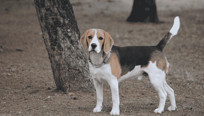 Raça Beagle: farejadores comilões e extrovertidos!