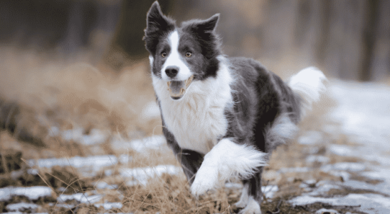 Raça Border Collie - a preferida para filmes e comerciais. Saiba o porquê.