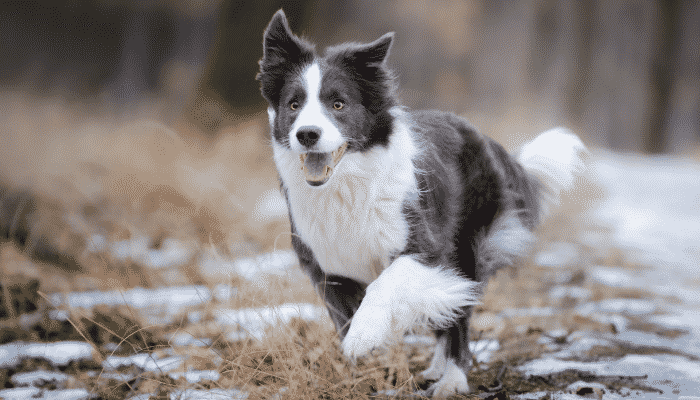 Raça Border Collie - a preferida para filmes e comerciais. Saiba o porquê.