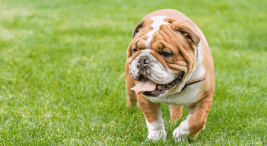 Raça Buldogue Inglês – Conheça estes cães amorosos e brincalhões!