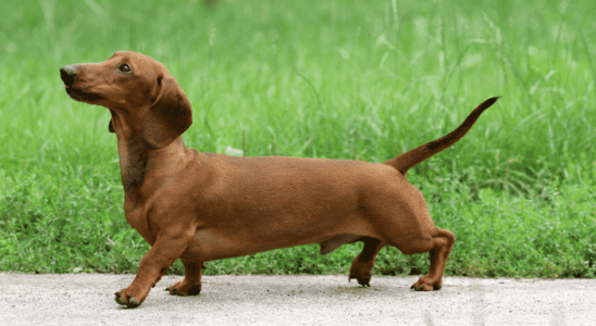 Raça Dachshund – o famoso salsichinha. Saiba mais!