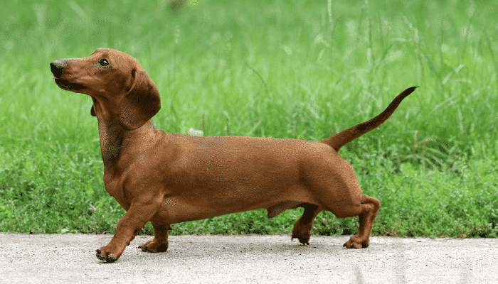 Raça Dachshund – o famoso salsichinha. Saiba mais!