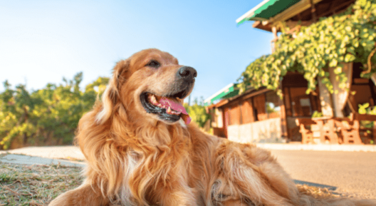 Raça Golden Retriever - Inteligentes, obedientes e cheios de energia.