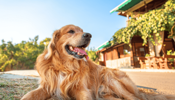 Raça Golden Retriever - Inteligentes, obedientes e cheios de energia.