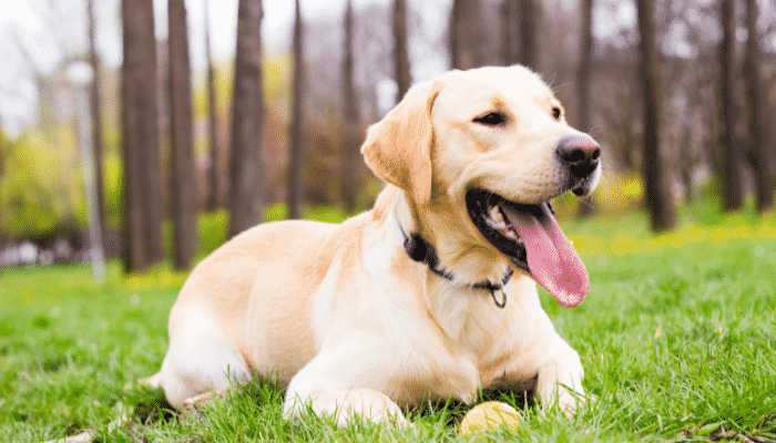 Raça Labrador - Cães amigos, leais e muito dóceis. Confira!