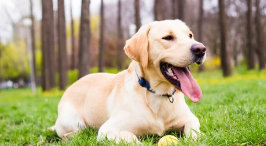 Raça Labrador - Cães amigos, leais e muito dóceis. Confira!