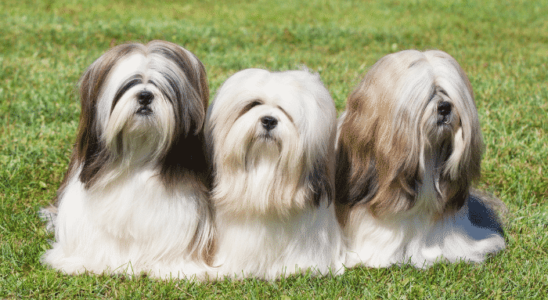 Raça Lhasa Apso: enérgicos, brincalhões e amorosos