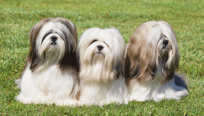 Raça Lhasa Apso: enérgicos, brincalhões e amorosos