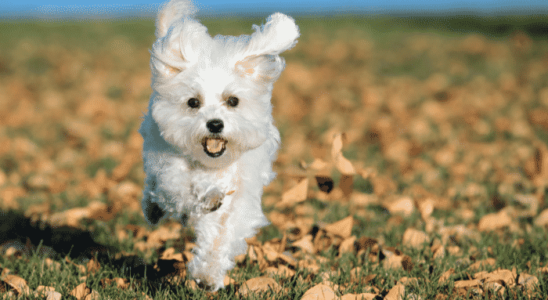 Raça Maltês - Saiba mais sobre estes pequenos e adoráveis cães