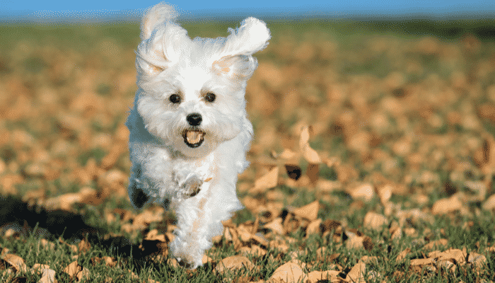 Raça Maltês - Saiba mais sobre estes pequenos e adoráveis cães