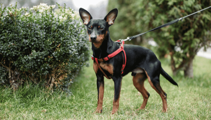 Raça Pinscher - São cães nervosos e agressivos? Descubra agora!