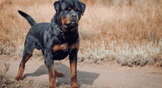 Raça Rottweiler – faz jus a fama de ser violenta? Descubra agora!