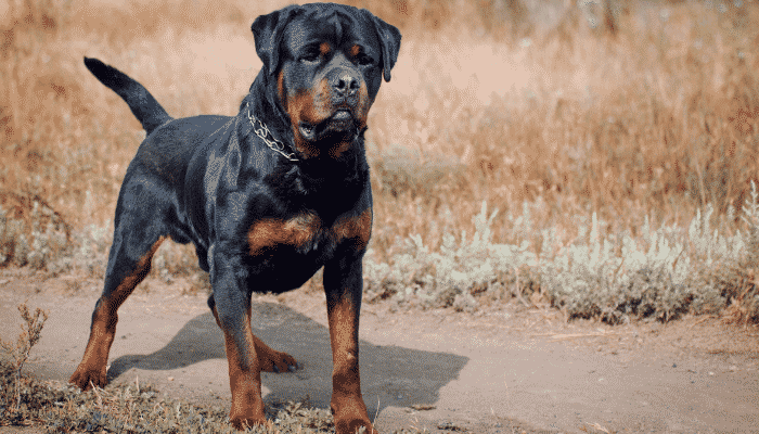 Raça Rottweiler – faz jus a fama de ser violenta? Descubra agora!