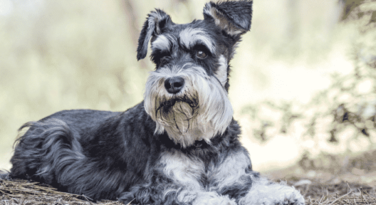 Raça Schnauzer – os mini cãezinhos mais adoráveis que você já viu