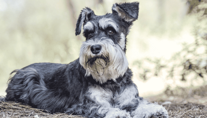 Raça Schnauzer – os mini cãezinhos mais adoráveis que você já viu