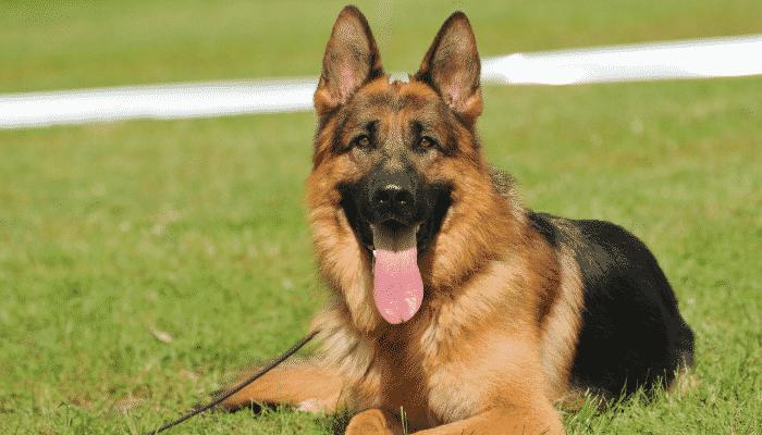 Raças de cachorro: Pastor Alemão