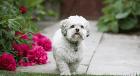 Shih Tzu e Lhasa Apso: veja as principais diferenças!