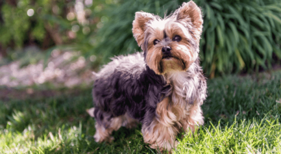 Yorkshire Terrier - Descubra os segredos dos cães desta raça. Confira!