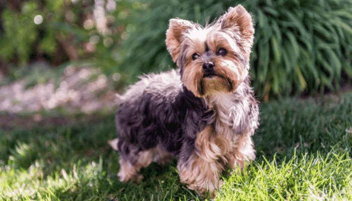 Yorkshire Terrier - Descubra os segredos dos cães desta raça. Confira!