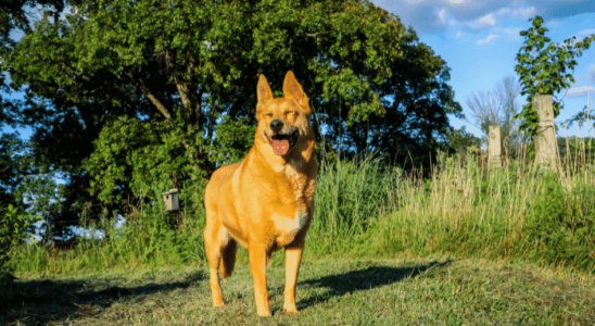 Raças de cachorro que mais sofrem com o calor