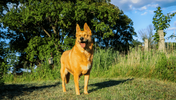 Raças de cachorro que mais sofrem com o calor